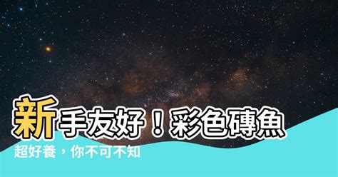 彩色磚魚|【磚魚好養嗎】新手小資族的寵兒：磚魚這麼好養，飼。